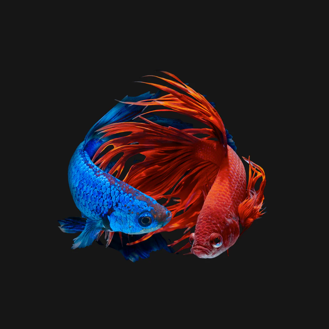Exotic Thai Betta Splendens