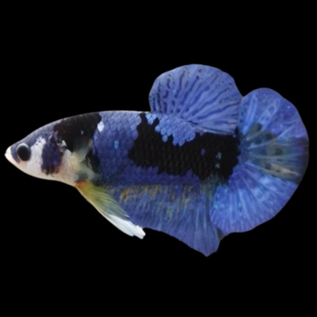 Koi