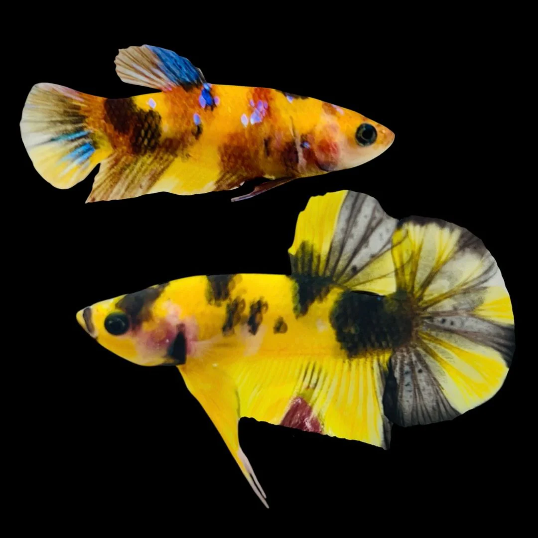 Pair